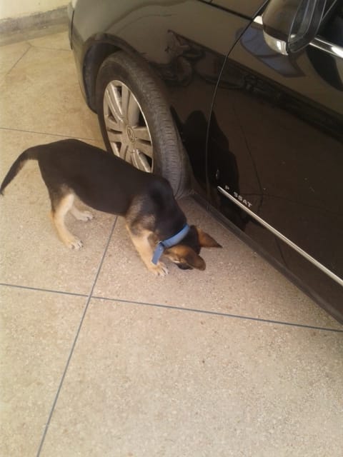 Avis sur mon chien
