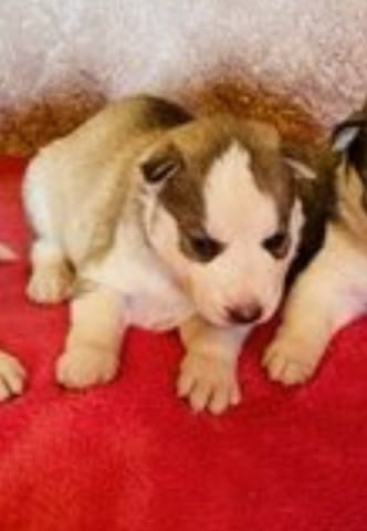 Couleur de mon futur chiot