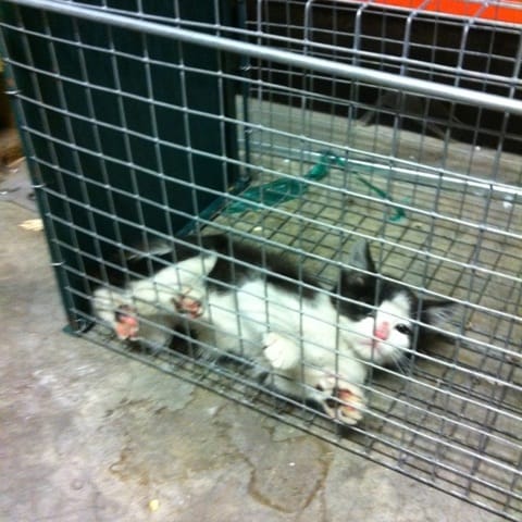 Une cagnotte pour Léo