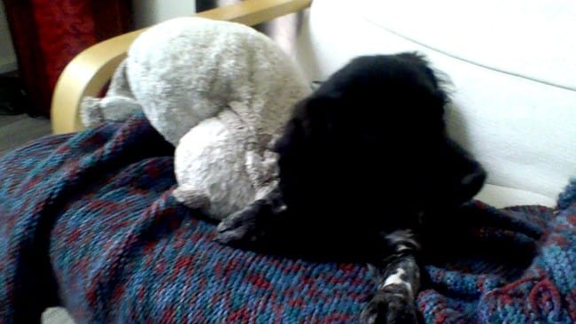 Léa une chienne de 4 mois
