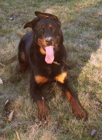 Aidez Hiro notre beauceron svp !