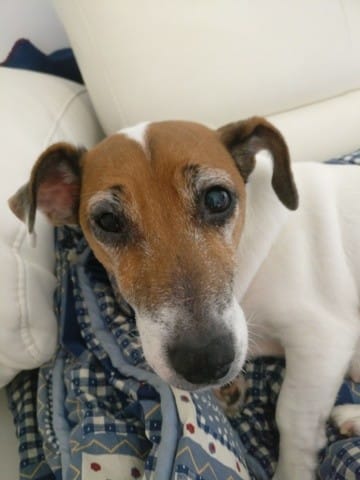 Mon chien a la paupière gonflée !