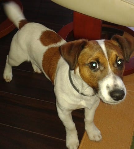 donne Jujube jack Russel