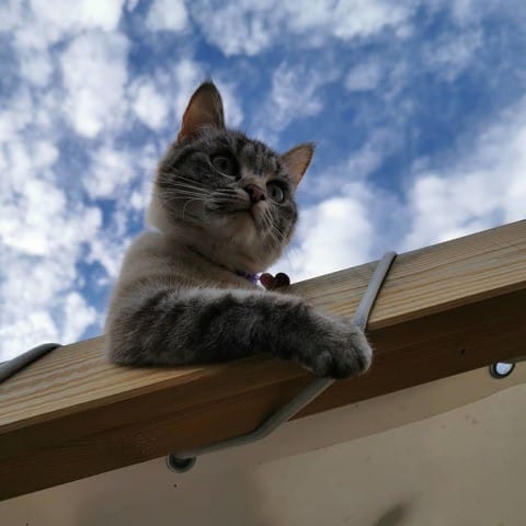 seriez vous me dire la race de mon chat ...