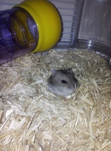 Scofield (dit petit bonhomme) dans sa cage de la mort qui tue !