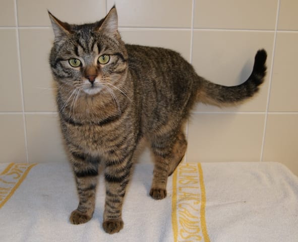 Dexter le nouveau copain de Gaina !