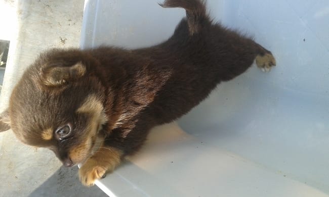 C'est un spitz pur race ou croisé ?
