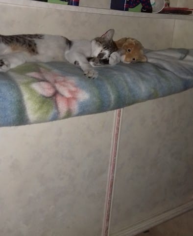 Mon chat a peur de moi sans raison