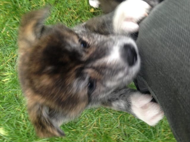 Chiots Akita Inu cherche foyer