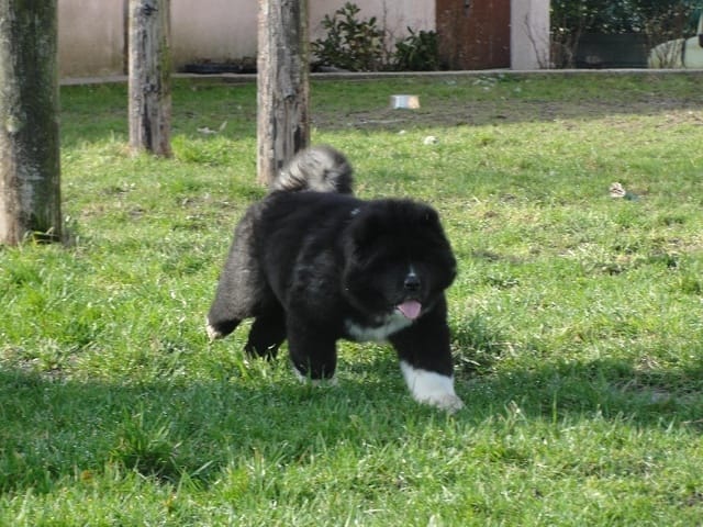 La fin de ma puce izie :(