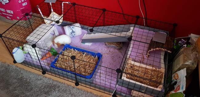 Nouvelle cage pour mes chonchons