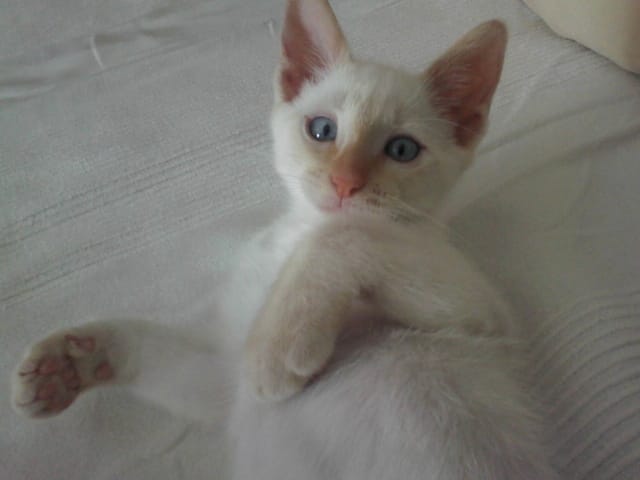 mon chat me mort