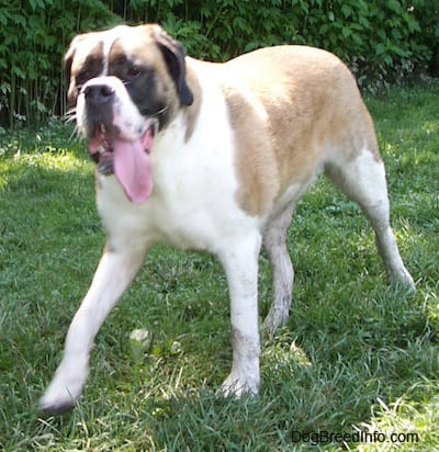 mon saint Bernard