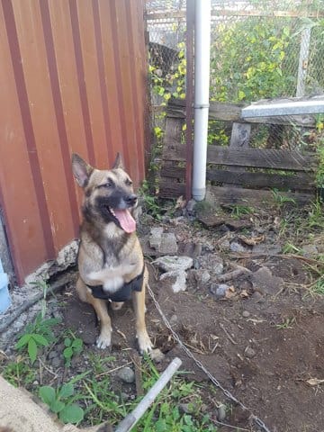 Épisode 2 adoption spa