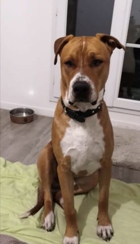 Question pour un champion, trouvez le croisement de mon chien