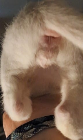 Determiner sexe 2 chatons