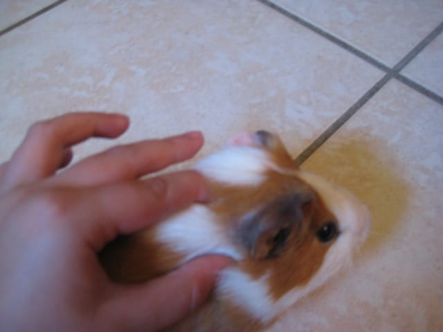 Caramel ----- malade ?