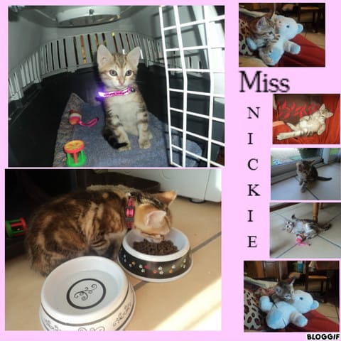 Miss Nickie est arrivée !