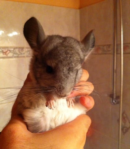 Donne Chinchilla sur Marseille