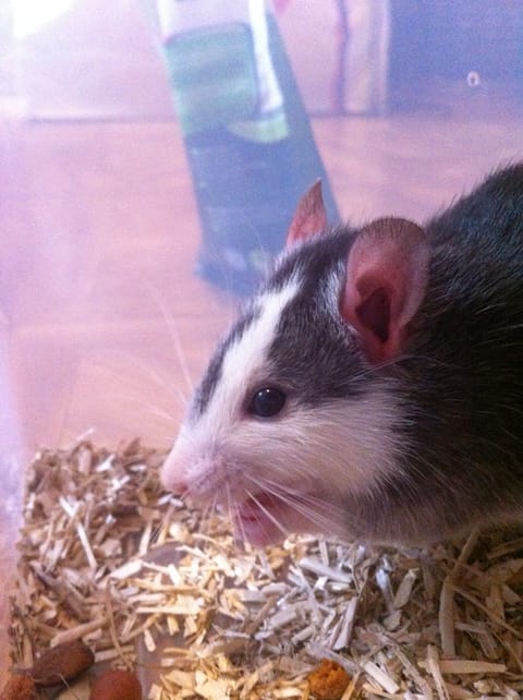 Rat mâle husky à adopter.