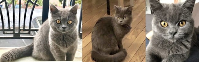 Mochi, don d'un chat pour adoption