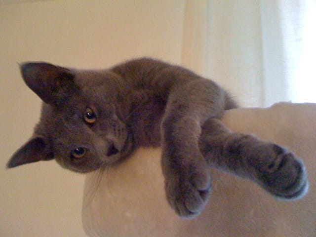 Voyager plusieurs fois avec son chat