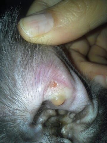 Oreille rouge et cloque !