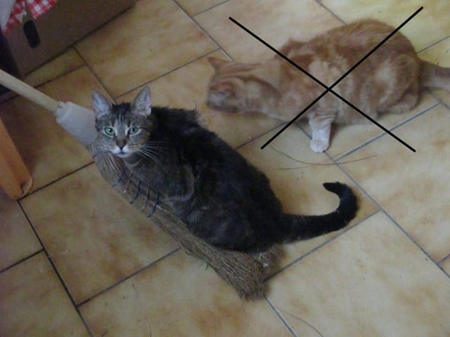 Chatte perdue à Calais