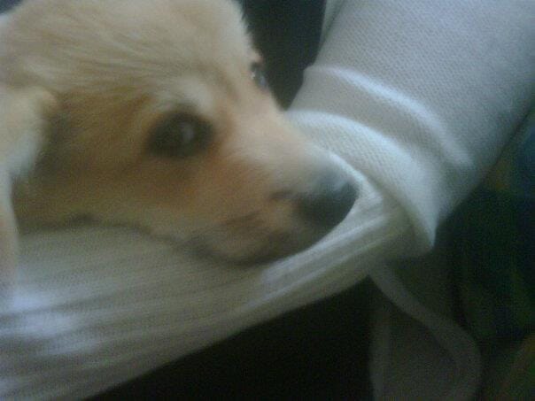 Je ne peux pas sortir mon chiot 6 fois par jour