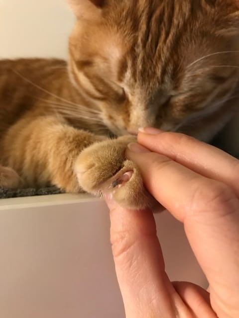 Black claw - should I be worried?
