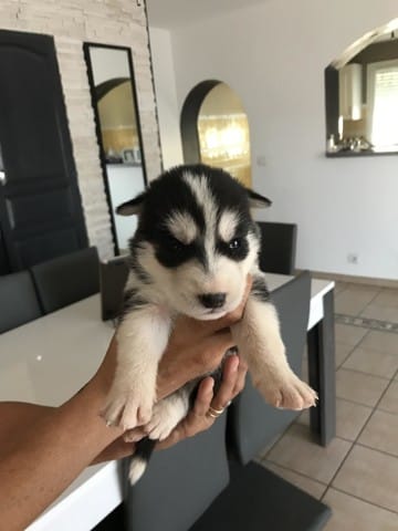 Yeux chiot husky