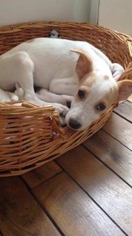 TOSCANE 3 MOIS A ADOPTER D URGENCE