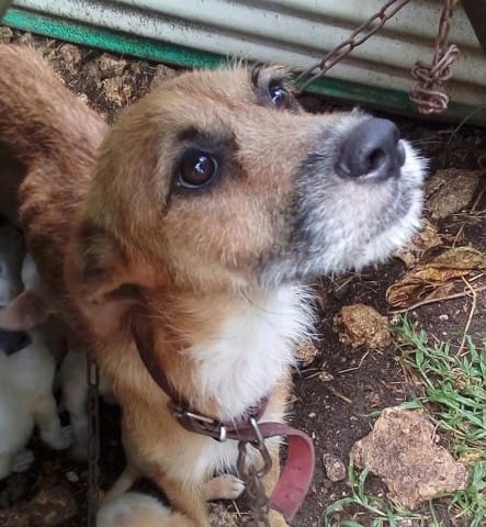 CARAMELLE  A BEAUCOUP D'AMOUR A DONNER