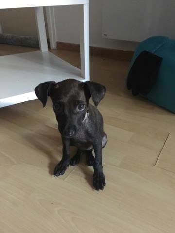 IKATE FEMELLE CREOLE A ADOPTER