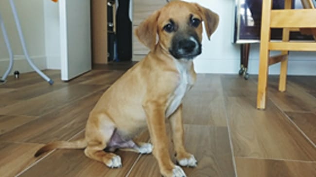 TOUFY MALE A ADOPTER