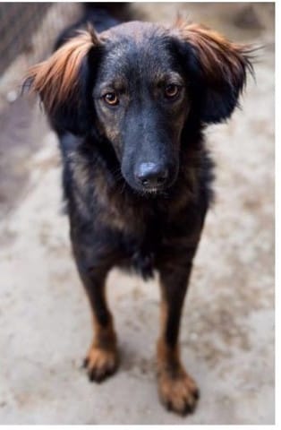 HERMES RECHERCHE DES ADOPTANTS