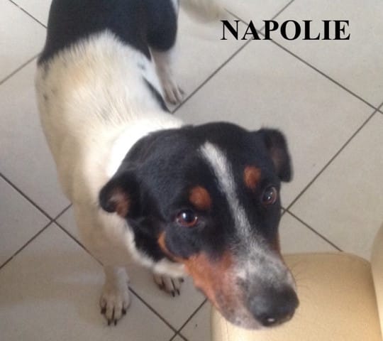 NAPOLI ATTEND SA FAMILLE D'ADOPTION DEPUIS UN MOMENT...