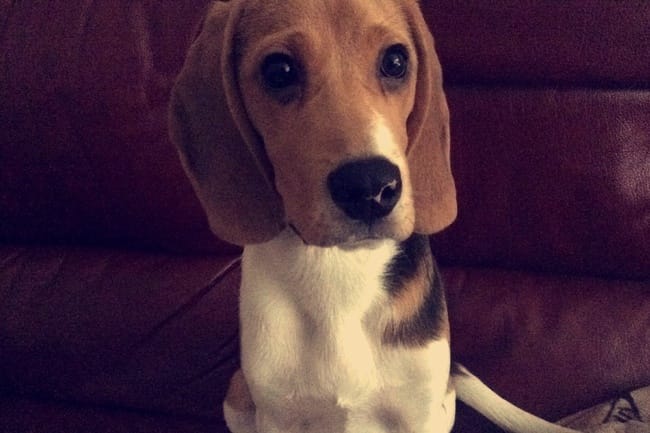 Beagle méchant 