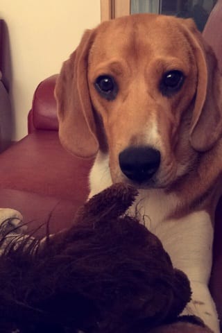 Où laisser son chien en vacances?