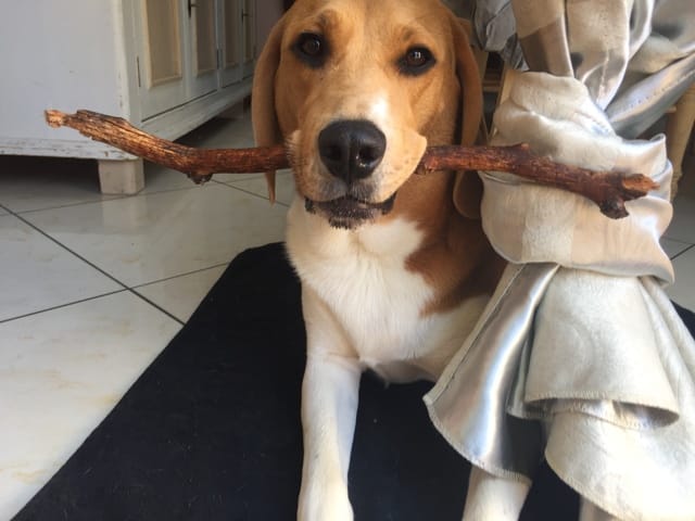 Garde-chien à Bruxelles et alentours ?