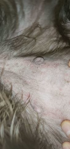 Besoin d'aide Boule au niveau du ventre