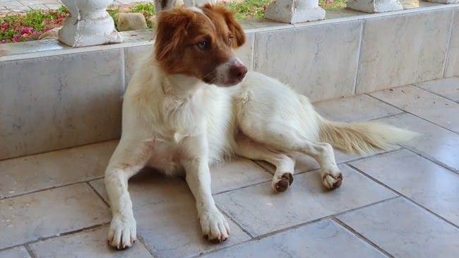 Je souhaite connaitre la race de ce chien