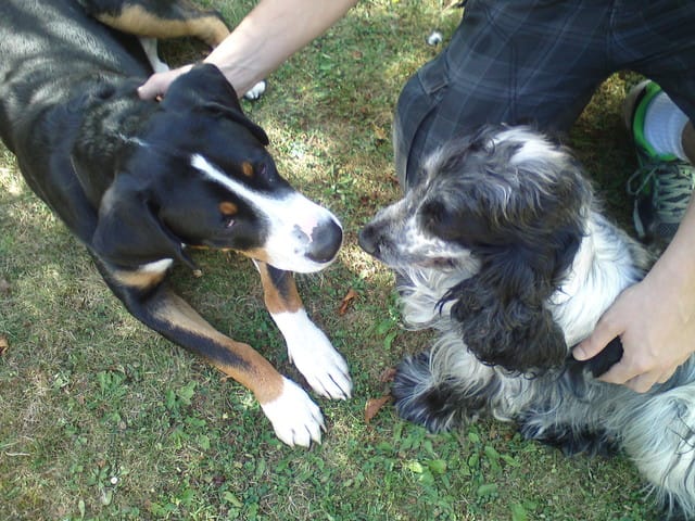 Parc canin dans l'oise