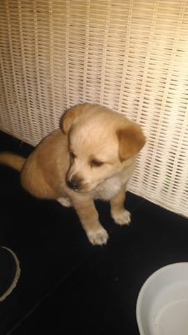 Connaître la race d'un chien