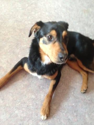 De quel race s'agit-il ? 