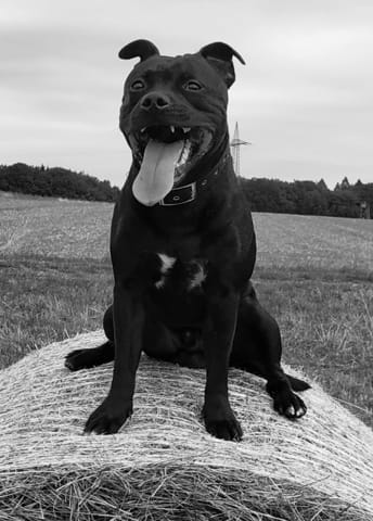 Newton staffie 1 an