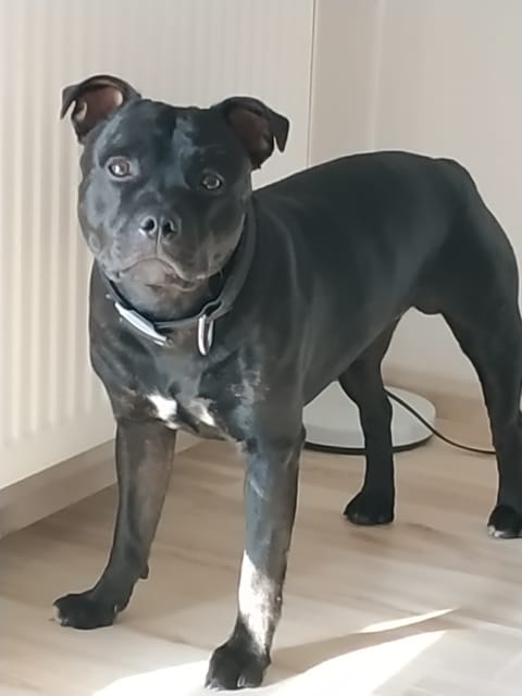 Newton 14 mois 21kilos