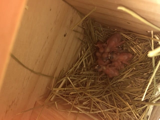 Boules blanche dans le cou sur Bébé Padda