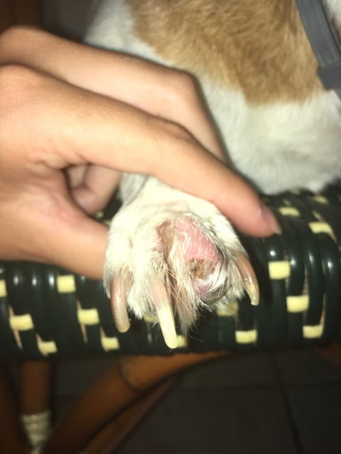 Coussinet et griffe inquietant!!