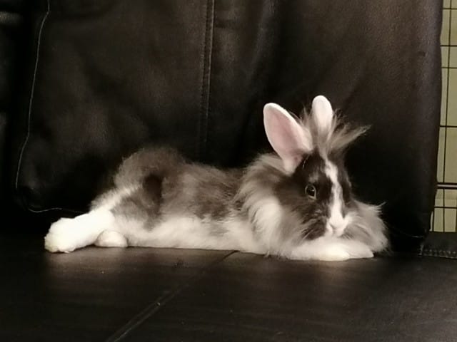 Sayé, ils sont arrivés chez nous 😍